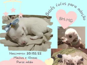 Cachorro raça Srd idade Abaixo de 2 meses nome Filhotes fêmeas e ma