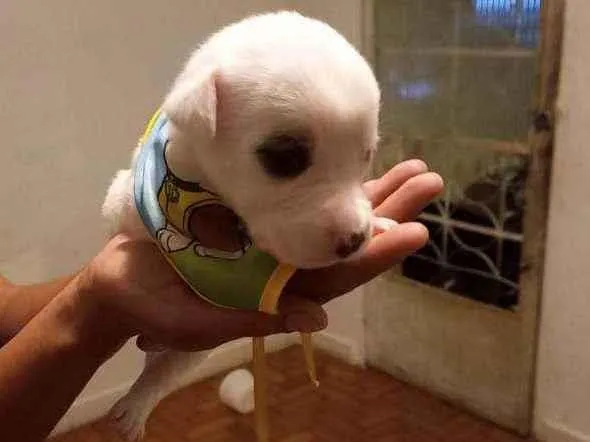 Cachorro raça Srd idade Abaixo de 2 meses nome Filhotes fêmeas e ma