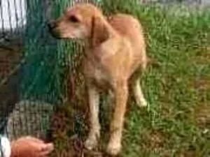 Cachorro raça SRD  idade 2 a 6 meses nome Sofia