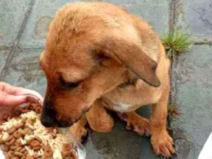 Cachorro raça SRD  idade 2 a 6 meses nome Arthur