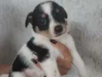 Titu