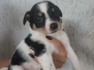 Cachorro raça SRD idade Abaixo de 2 meses nome Titu