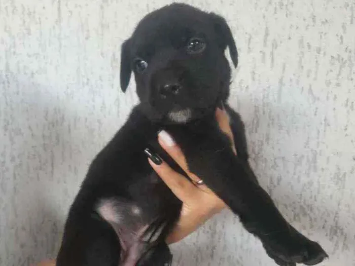 Cachorro ra a SRD idade Abaixo de 2 meses nome Bob
