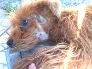 Cachorro raça SRD idade 2 anos nome DOURADO