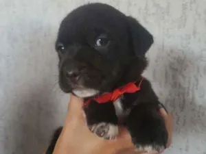 Cachorro raça SRD idade Abaixo de 2 meses nome Nala 