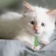 Floquinho 
