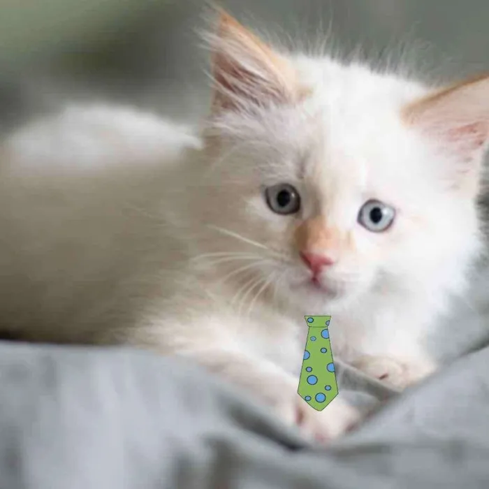 Gato ra a Mestiço  idade 2 a 6 meses nome Floquinho 