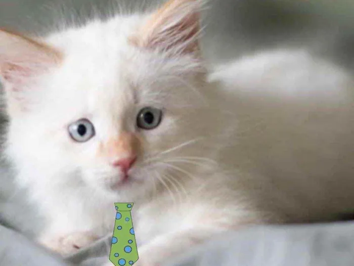 Gato ra a Mestiço  idade 2 a 6 meses nome Floquinho 