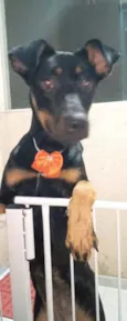 Cachorro raça SRD  idade 7 a 11 meses nome Mel