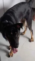 Cachorro raça SRD  idade 7 a 11 meses nome Mel