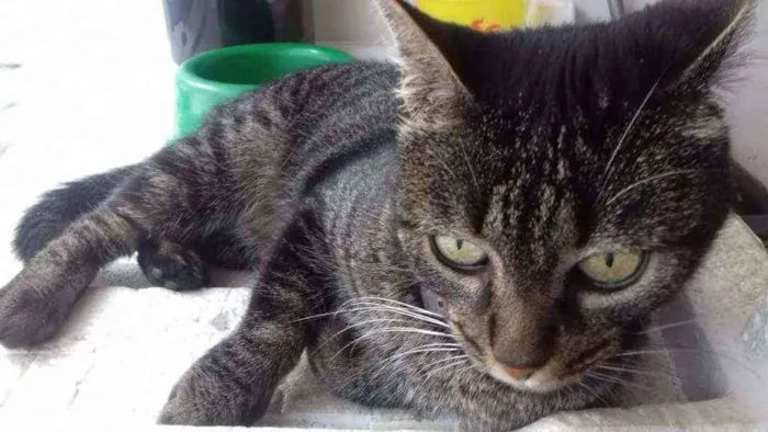 Gato ra a Murisco idade 6 ou mais anos nome Mel