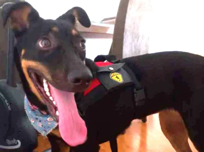 Cachorro raça SRD  idade 7 a 11 meses nome Mel