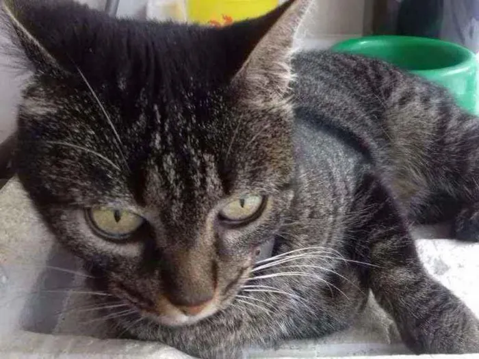 Gato ra a Murisco idade 6 ou mais anos nome Mel