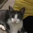 Gatinha