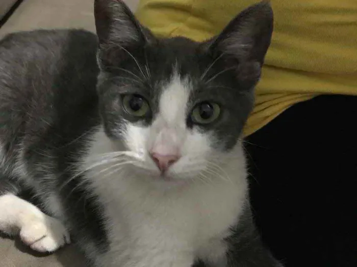 Gato ra a Nenhuma idade 2 a 6 meses nome Gatinha