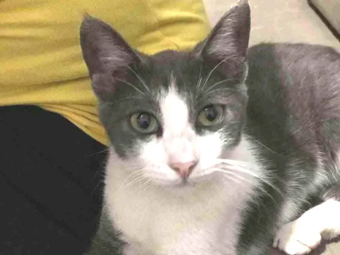 Gato ra a Nenhuma idade 2 a 6 meses nome Tina