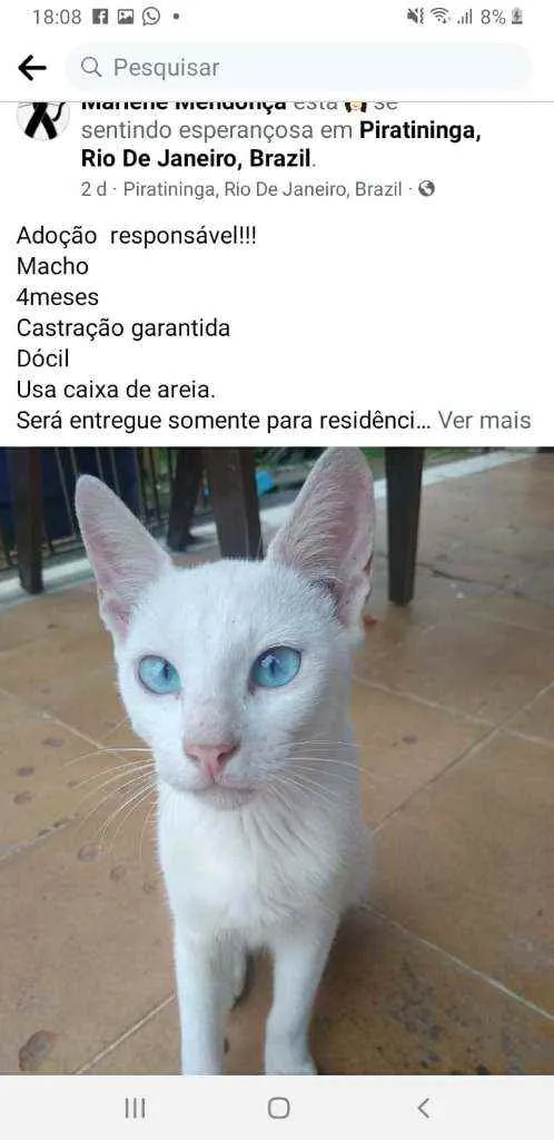 Gato ra a Srd idade 2 a 6 meses nome Billy