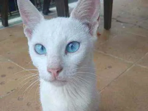 Gato ra a Srd idade 2 a 6 meses nome Billy