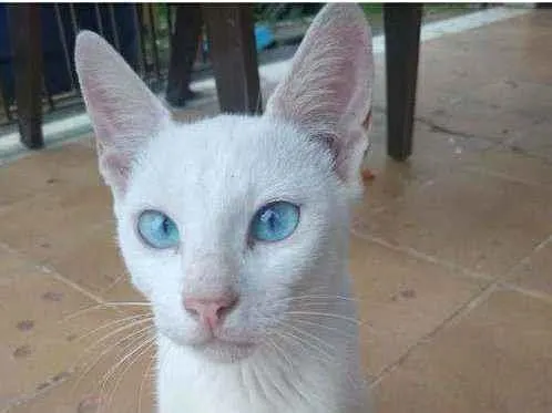 Gato ra a Srd idade 2 a 6 meses nome Billy