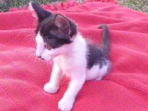 Gato raça Srd idade 2 a 6 meses nome Aninha