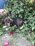 Cachorro raça Viralata idade 2 a 6 meses nome SEM NOME 12