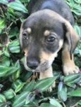Cachorro raça Viralata idade 2 a 6 meses nome SEM NOME 12