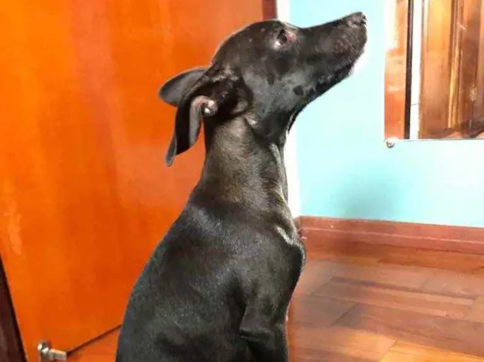 Cachorro ra a Sem raça definida idade 2 a 6 meses nome Não sei