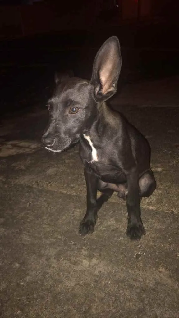 Cachorro ra a Sem raça definida idade 2 a 6 meses nome Não sei