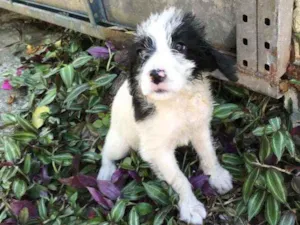 Cachorro raça Viralata idade 2 a 6 meses nome SEM NOME  3