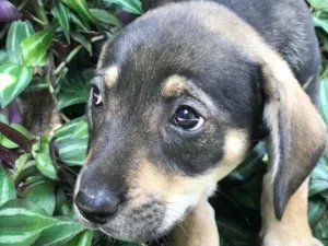 Cachorro raça Viralata idade 2 a 6 meses nome SEM NOME 12