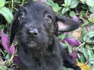 Cachorro raça Viralata idade 2 a 6 meses nome SEM NOME 13