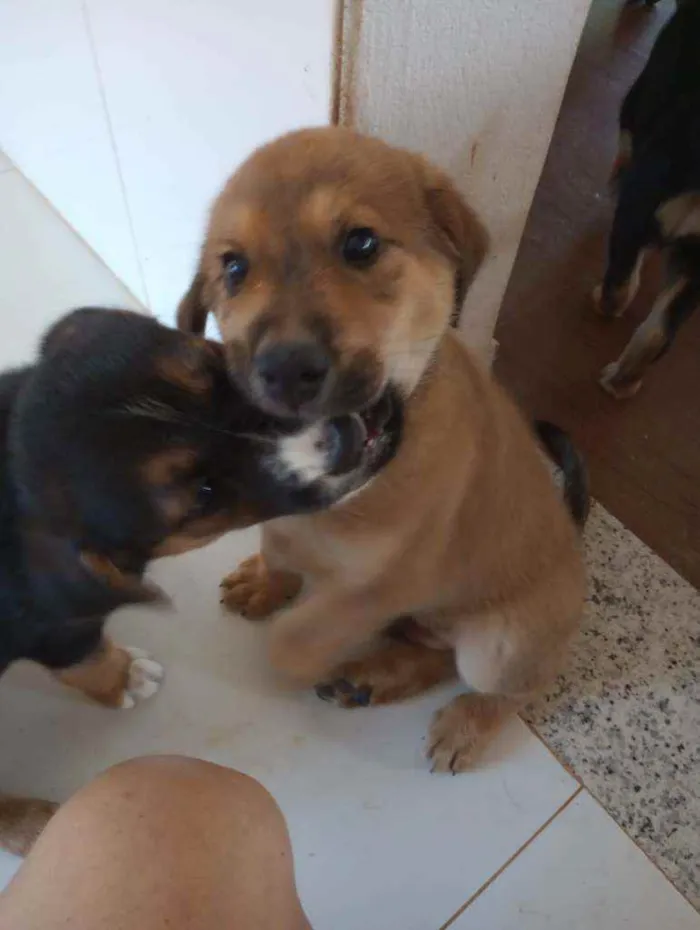 Cachorro ra a SRD idade 2 a 6 meses nome 4 machos e 1 fêmea