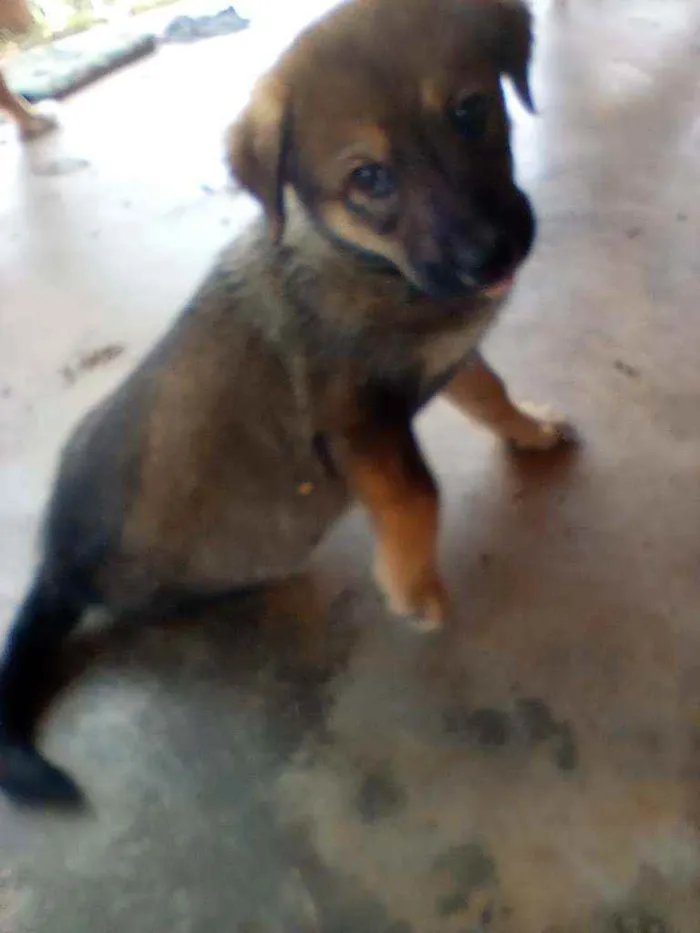 Cachorro ra a SRD idade 2 a 6 meses nome 4 machos e 1 fêmea