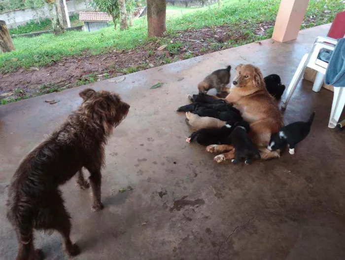 Cachorro ra a SRD idade 2 a 6 meses nome 4 machos e 1 fêmea