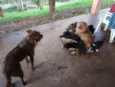 4 machos e 1 fêmea