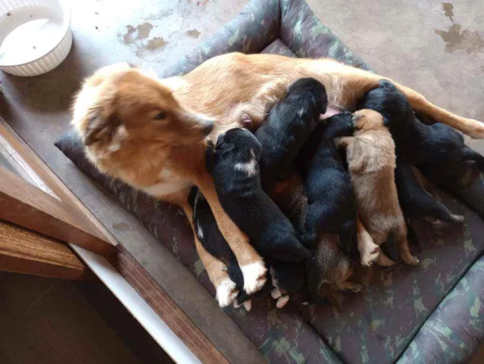 Cachorro ra a SRD idade 2 a 6 meses nome 4 machos e 1 fêmea