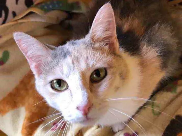 Gato raça srd idade 1 ano nome Estrela