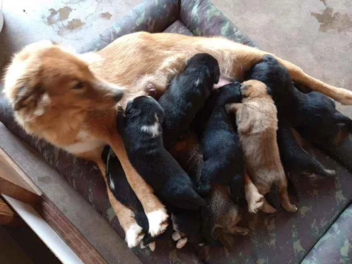 Cachorro ra a SRD idade 2 a 6 meses nome 4 machos e 1 fêmea