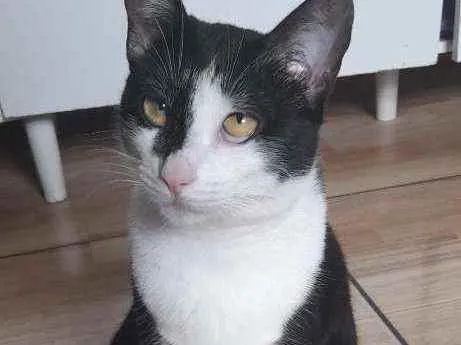 Gato ra a Sem raça  idade 1 ano nome Neguinha 