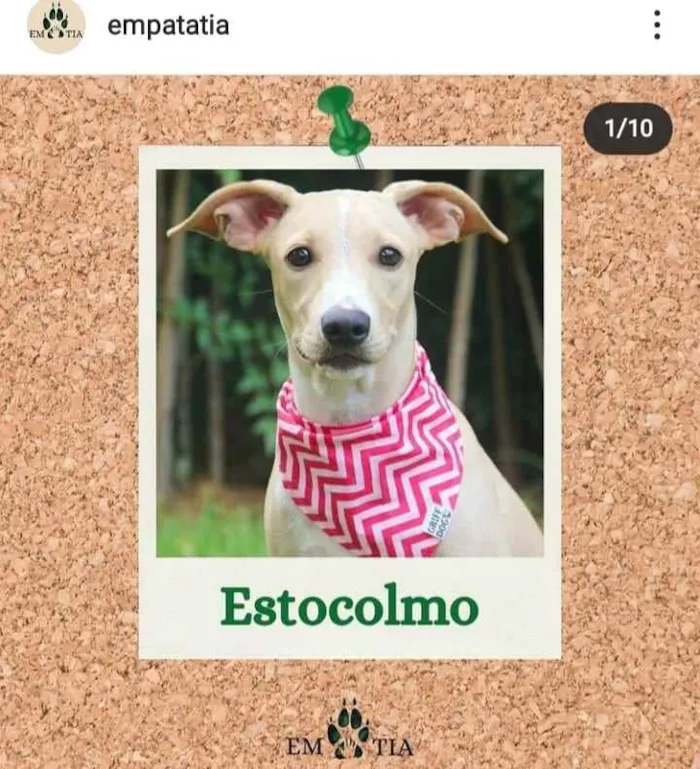Cachorro ra a SRD idade 2 a 6 meses nome estocolmo