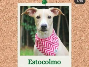 Cachorro raça SRD idade 2 a 6 meses nome estocolmo