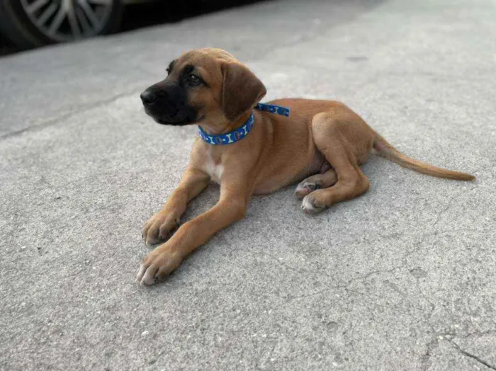 Cachorro ra a viralata idade 2 a 6 meses nome Sem nome