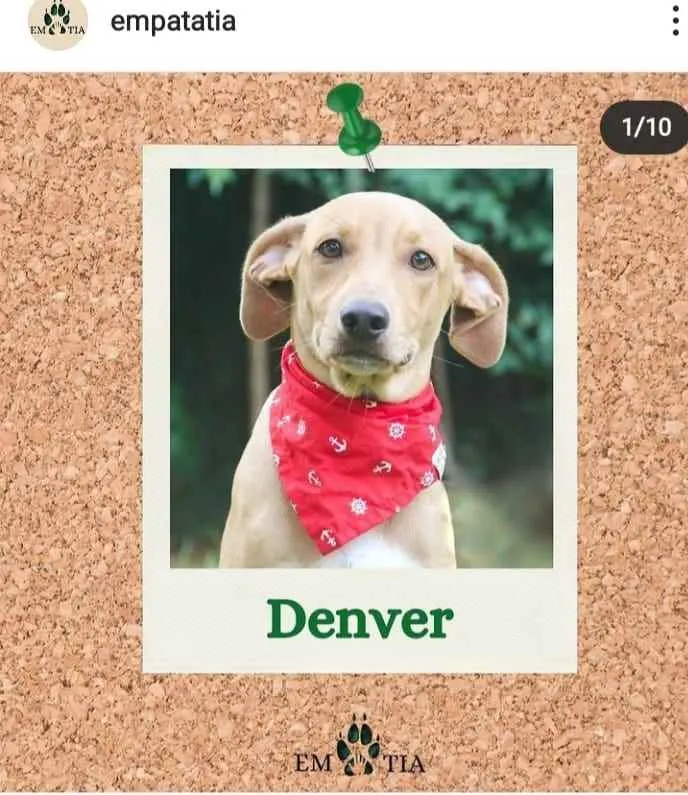 Cachorro ra a SRD idade 2 a 6 meses nome Denver