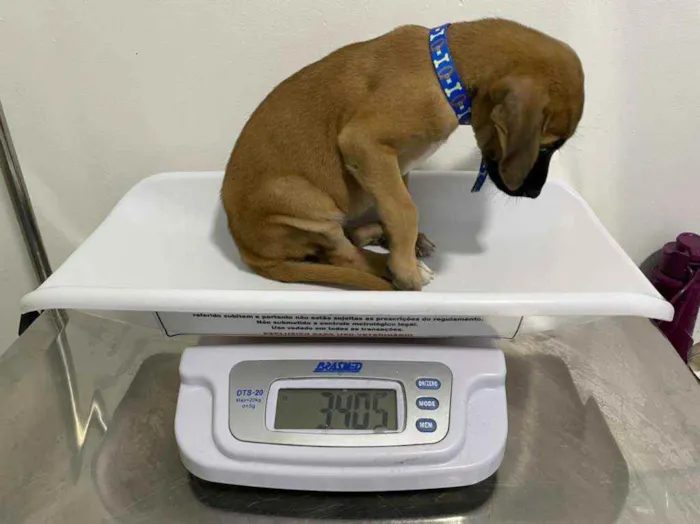 Cachorro ra a viralata idade 2 a 6 meses nome Sem nome
