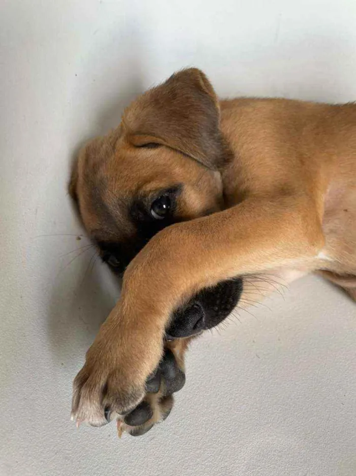 Cachorro ra a viralata idade 2 a 6 meses nome Sem nome