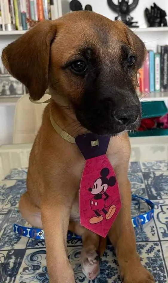 Cachorro ra a viralata idade 2 a 6 meses nome Sem nome