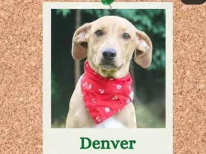 Cachorro raça SRD idade 2 a 6 meses nome Denver