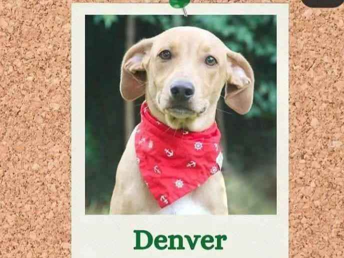 Cachorro ra a SRD idade 2 a 6 meses nome Denver
