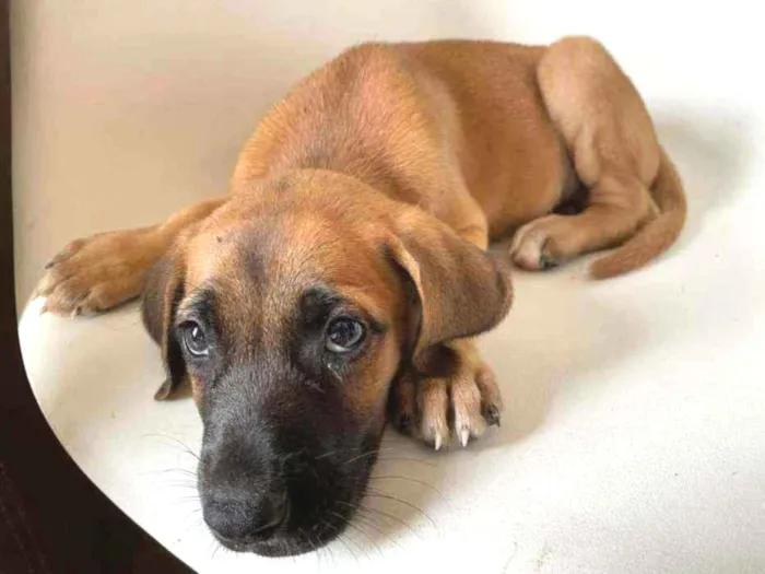 Cachorro ra a viralata idade 2 a 6 meses nome Sem nome
