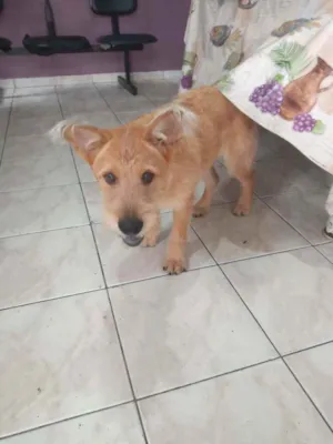 Cachorro raça Show show ilhasa idade 2 a 6 meses nome Lanna